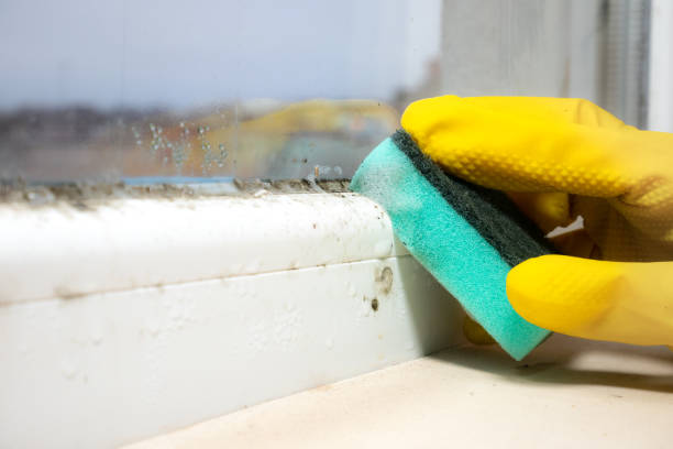 Best Post-Flood Mold Remediation in Coralville, IA